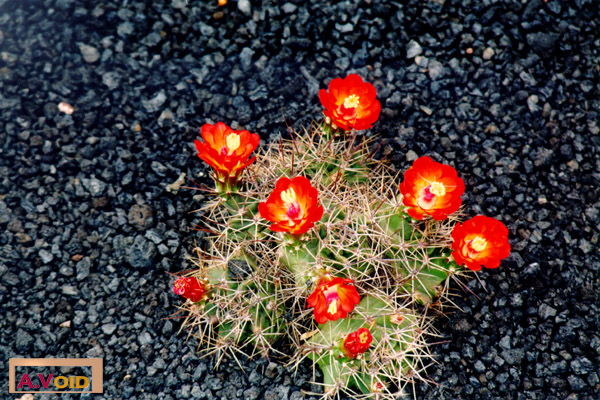 Cactus